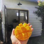 Lenka Instagram – It’s gonna be a mango and craft-shed season for me 🥭⛱️✂️ Australia
