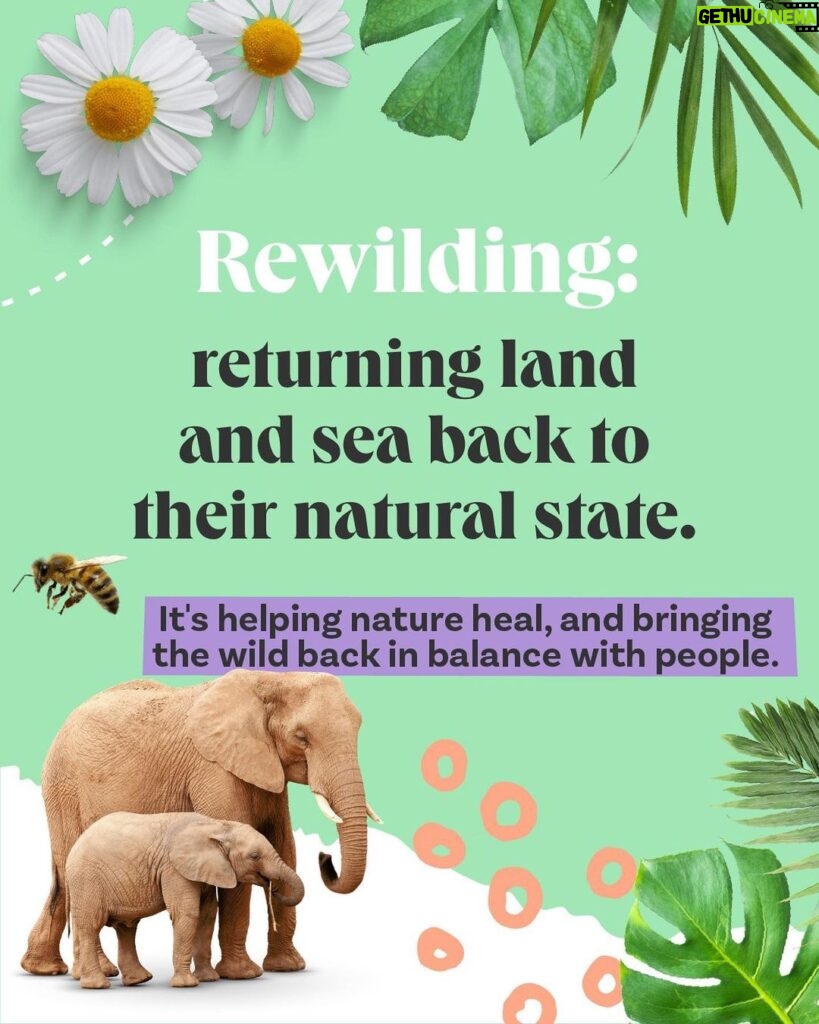 Leonardo DiCaprio Instagram - 🟢 Rewilding—in its simplest form—is about bringing the wild back in balance with people. Swipe for some tips on how to start rewilding, wherever you are—in your homes, communities, and online and learn about a few of our partners and collaborators: @RewildYourCampus, a movement that aims to transform campuses into vibrant, sustainable, and safe environments. @mndiaye_97, @blackforager, and @queerbrownvegan, creators who manage to weave in biodiversity and (intersectional) environmental themes into their viral content.