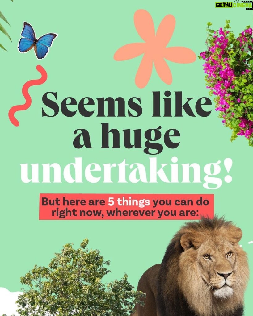 Leonardo DiCaprio Instagram - 🟢 Rewilding—in its simplest form—is about bringing the wild back in balance with people. Swipe for some tips on how to start rewilding, wherever you are—in your homes, communities, and online and learn about a few of our partners and collaborators: @RewildYourCampus, a movement that aims to transform campuses into vibrant, sustainable, and safe environments. @mndiaye_97, @blackforager, and @queerbrownvegan, creators who manage to weave in biodiversity and (intersectional) environmental themes into their viral content.