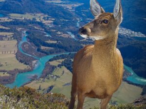Leonardo DiCaprio Instagram - These striking shots of Huemul Deer reveal the struggle this Endangered species faces for survival. Suburban sprawl in Chilean Patagonia from towns like Futaleufú (pictured in the distance) has driven this species from its historic range. Additionally, the presence of livestock and feral dogs has left Huemul Deer unable to occupy lower-elevation ecosystems with better food sources. Instead, they have been pushed to higher elevations away from human development, where the vegetation is sparse and less nutritious. With only 1,500 individuals remaining this is a significant threat to their survival - Huemul Deer are considered the Americas’ most Endangered deer.

This scene was taken with camera traps installed by @rewild partner @rewildingchile, an offspring of @tompkins_conservation, in collaboration with the Chilean Forestry Service. Their scientists note that this is one of the most difficult places where they monitor Huemul Deer. Tompkins Conservation and Rewilding Chile co-created the huemul monitoring program to help protect this Endangered species. Rewilding Chile launched the Chilean Huemul Corridor, a public-private initiative with the Chilean Forestry Service and Livestock and Wildlife Agency to recover the species and protect Patagonian ecosystems.

Photo credit: Rewilding Chile