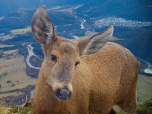 Leonardo DiCaprio Instagram - These striking shots of Huemul Deer reveal the struggle this Endangered species faces for survival. Suburban sprawl in Chilean Patagonia from towns like Futaleufú (pictured in the distance) has driven this species from its historic range. Additionally, the presence of livestock and feral dogs has left Huemul Deer unable to occupy lower-elevation ecosystems with better food sources. Instead, they have been pushed to higher elevations away from human development, where the vegetation is sparse and less nutritious. With only 1,500 individuals remaining this is a significant threat to their survival - Huemul Deer are considered the Americas’ most Endangered deer.

This scene was taken with camera traps installed by @rewild partner @rewildingchile, an offspring of @tompkins_conservation, in collaboration with the Chilean Forestry Service. Their scientists note that this is one of the most difficult places where they monitor Huemul Deer. Tompkins Conservation and Rewilding Chile co-created the huemul monitoring program to help protect this Endangered species. Rewilding Chile launched the Chilean Huemul Corridor, a public-private initiative with the Chilean Forestry Service and Livestock and Wildlife Agency to recover the species and protect Patagonian ecosystems.

Photo credit: Rewilding Chile