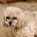 Leontine Borsato Instagram - TB naar de verrassing voor Jada, de picknick van precies 2 weken geleden. Onvergetelijk! Dank lieve @picknickclubnl voor de prachtige verzorging ❤️ Huizen