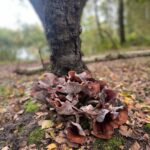 Leontine Borsato Instagram – 🎶 Het is weer voorbij die mooie zomer 🎶 Loonse en Drunense Duinen