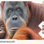 Liam Hemsworth Instagram - #Repost @chrishemsworth with @repostapp ・・・ The unsustainable production of palm oil is pushing orang-utans to the brink of extinction •On November 25 a ministerial vote will finally take place to decide if palm should be labelled by law in Australia. •Palm oil is in around half of supermarket products and yet is a hidden ingredient - commonly labelled as vegetable oil. •Australians can now send a clear message to those voting that palm oil cannot remain a hidden ingredient any longer by visiting www.zoo.org.au/palmoil Australian consumers deserve the right to choose products that don’t impact their health and the environment The EU and the US have both recently passed palm oil labelling laws. www.zoo.org.au/palmoil #labelpalmoil @zoosvictoria