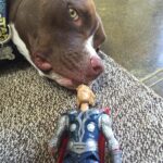 Liam Hemsworth Instagram - Tani's favorite chew toy. #Thorsday