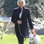 Linda Evans Instagram - I had the honor of being featured in Amazing Wellness to share how I embrace mind-body practices. My mantra is all about the precious present. I’m grateful for the long walks I take with Alexie. We are always in nature, walking along the river and weaving our way through the forest. It’s an invigorating workout full of movement and fresh air. I love it. 💛 #WellnessWednesday 📸: Laura Schuman
