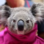 Linda Evans Instagram - My heart and prayers go out to Australia in this time of crisis.💔 It is devastating to imagine the countless innocent lives of wildlife being affected by these fires. I dearly hope that this ends soon. Thank you to the brave volunteers working tirelessly to protect and save Australia’s beautiful land and all of its inhabitants. Your work and selflessness is astonishing.🙏 If you are searching for ways to support, please consider clicking the link in my bio for more resources.