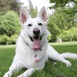 Linda Evans Instagram - Alexie was born 7 years ago today! 🐕 ✨ Happy Birthday to my sweet and playful angel, I feel so blessed that Life brought you to me. 💝 📸: @Harlow.Schuman
