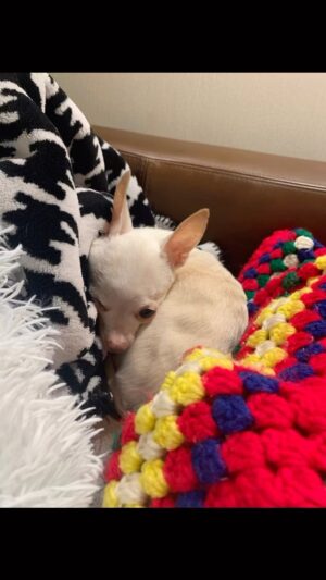 Lisa Lampanelli Instagram - Warning: cute doggie content! 

Petey knows! Lap up tickets to my December cabaret show and you’ll sleep like a baby knowing you helped @playhouseonpark! 

LISA LAMPANELLI: BIG FAT FAILURE
A Cabaret Benefit Show to Support Playhouse on Park

Friday, December 30th, 2022 
Two Performances: 6:30pm and 9:00pm 

$45, Reserved Seating
Talk-back plus reception included!

⭐️ LINK IN BIO for Tickets & More Info ⭐️