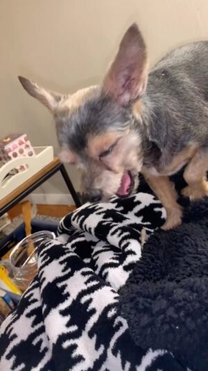 Lisa Lampanelli Instagram - Rehearsals are hoppin’ for my December show, and everyone - except Parker -  is there for it! Thanks to @bobbydiva3 @_hekwall @theseanmdavis @robpeterpaul & musical genius @okthankskev , the show will sound GORGEOUS!! 

LISA LAMPANELLI: BIG FAT FAILURE
A Cabaret Benefit Show to Support Playhouse on Park

Friday, December 30th, 2022 
Two Performances: 6:30pm and 9:00pm 

$45, Reserved Seating
Talk-back plus reception included!

⭐️ LINK IN BIO for Tickets & More Info ⭐️