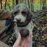 Liza Soberano Instagram - Truffle hunting in Piedmont, Italy with team @harlanholden.coffee 🍄 #HarlanCoffee #BecauseHazelnut
