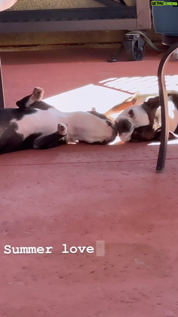 Lori Mae Hernandez Instagram - If only the love was reciprocated…. This is song is definitely from the little one’s perspective 💕🐾 #puppy #puppiesofinstagram #dogsofinstagram #dog #dogvideos #dogvideo #funnyvideos #funnydogs #funnydogvideos #funnydog #summer #summervibes #summerlove #fyp #fy #laufey #letyoubreakmyheartagain #fallinlove #bostonterrier #bostonterriersofinstagram #bostonterriers