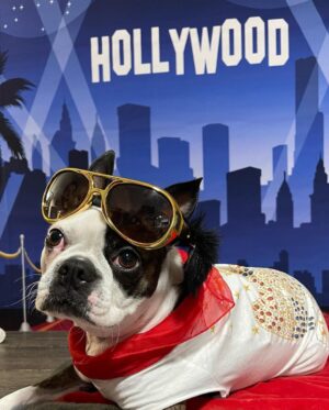 Lori Mae Hernandez Instagram - For the Oscars, my family dressed up!! I was from #everythingeverywhereallatonce !! Scout was Elvis!! I made my whole costume!!!! And I’m so glad my movie won!!!! What was your favorite movie this year? 🎞️🎥🎬✨#oscars2023 #oscars #kehuyquan #michelleyeoh #jamieleecurtis #stephaniehsu