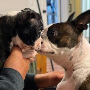 Lori Mae Hernandez Instagram - 🐾MEET WINNIE🐾 (or Winnifred Hernandez) her full name is a reference to the character played by Carol Burnett in the musical Once Upon a Mattress! (And Winne the Pooh) Scout now has a friend!! #newpuppy #puppy #puppylove #winnie #winniethepooh #winnifred #onceuponamattress #carolburnett #scout