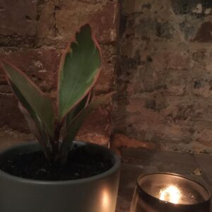 Lucy Fry Instagram - Remember in 2018 when we were saying “Don’t catch feelings!” 2020 burst that phrase open. Even my plants express their feelings now