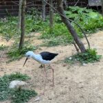 Lukáš Pavlásek Instagram - Ještě pár fotek ze ZOO a safari ve Dvoře Králové. #safari #zoo #foto #safaripargdvurkralove Safari a ZOO Dvůr Králové