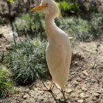 Lukáš Pavlásek Instagram - V září jsme strávili tři dny v Safari parku ve Dvoře králové, kde mají ubytování přímo v ZOO. Má to několik výhod - můžete se po ZOO procházet i v noci, vidíte Lemury jak se před otvíračkou na lávce chystají na příchod návštěvníku, dozvíte se od chovatelů proč ta perlička supí furt běhá po kleci a chce do někoho klovat, prohlédnete si zákulisí a nakonec se tak moc stanete součástí ZOO, že vás můžou ukazovat návštěvníkům jako unikátní živočišný druh Homulus Pavláskus. #safari #zoo #pobyt #safariparkdvurkralove #homuluspavlaskus Safari a ZOO Dvůr Králové