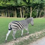 Lukáš Pavlásek Instagram - V září jsme strávili tři dny v Safari parku ve Dvoře králové, kde mají ubytování přímo v ZOO. Má to několik výhod - můžete se po ZOO procházet i v noci, vidíte Lemury jak se před otvíračkou na lávce chystají na příchod návštěvníku, dozvíte se od chovatelů proč ta perlička supí furt běhá po kleci a chce do někoho klovat, prohlédnete si zákulisí a nakonec se tak moc stanete součástí ZOO, že vás můžou ukazovat návštěvníkům jako unikátní živočišný druh Homulus Pavláskus. #safari #zoo #pobyt #safariparkdvurkralove #homuluspavlaskus Safari a ZOO Dvůr Králové