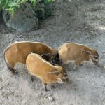 Lukáš Pavlásek Instagram - V září jsme strávili tři dny v Safari parku ve Dvoře králové, kde mají ubytování přímo v ZOO. Má to několik výhod - můžete se po ZOO procházet i v noci, vidíte Lemury jak se před otvíračkou na lávce chystají na příchod návštěvníku, dozvíte se od chovatelů proč ta perlička supí furt běhá po kleci a chce do někoho klovat, prohlédnete si zákulisí a nakonec se tak moc stanete součástí ZOO, že vás můžou ukazovat návštěvníkům jako unikátní živočišný druh Homulus Pavláskus. #safari #zoo #pobyt #safariparkdvurkralove #homuluspavlaskus Safari a ZOO Dvůr Králové