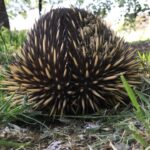 Luke Arnold Instagram - Another new friend