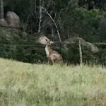 Luke Arnold Instagram - Good to be home, with a few new furry friends