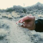 Luke Mullen Instagram - swipe for a surprise! Joshua Tree National Park
