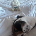 Mónica Gonzaga Instagram - Lola para ella al conejo