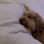 Madison Beer Instagram -