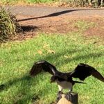 Magda Szubanski Instagram - Pre launch!! #nature #whatbirdisthis