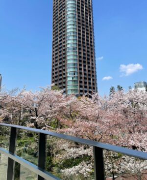 Mai Hakase Instagram - 今年も桜きれいだったなぁ🌸
毎年、自分の誕生日頃は寒い冬からだんだん暖かくなり桜が咲いて外を歩きたくなるような、そんな春の訪れを感じられるこの時期が（花粉症も無いので）1年で1番好きです🥺❤️

#桜
#sakura