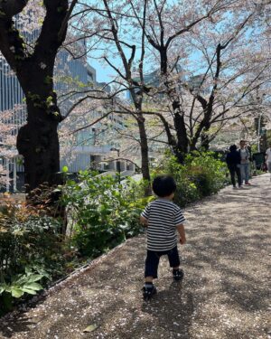 Mai Hakase Instagram - 今年も桜きれいだったなぁ🌸
毎年、自分の誕生日頃は寒い冬からだんだん暖かくなり桜が咲いて外を歩きたくなるような、そんな春の訪れを感じられるこの時期が（花粉症も無いので）1年で1番好きです🥺❤️

#桜
#sakura