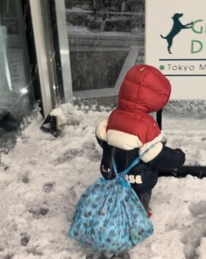 Mai Hakase Instagram - 東京大雪☃️
東京来て18年くらい経つけどこんな大雪は初めてなきがする❄️
息子は雪がわかるようになって初めて見たので大興奮♡
「外行くー！」て言ってきかなかったです😅
初めてのこの寒さにもビックリしてました👦
皆様今日は道が凍ってたりするので外出の際は気をつけてください⚠️
息子はパウパトのパジャマを毎日一日中着たがるのですが、
パウパトのエコバッグを買ってあげたら、そこに全部入れて出かけるようになりました🤭（同じパジャマ4セットもってますww）お着替えには困りません🤣

#パウパトロールグッズ