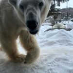 Maki Tamaru Instagram - 動物園で 虎🐅さんにオシッコをかけられた 次男🦖笑 目の前の出来事に ただただ 衝撃すぎて、びっくりした(　ﾟдﾟ)💦笑 旭山動物園は動物をかなり 近くに感じられて 動物と目が合う感じ👀。 恐竜兄弟大興奮！！！ 真冬の北海道の旭川動物園 私は　 雪でツルツルと滑りながら 転ばぬ様に 必死に園内を小鹿の様に歩いていました。 (￣◇￣;) 全てが新鮮で新しい経験🙏 また行きたい！と思う そんな魅力的な動物園🐘。 スキー場では 大雪の日もあったり、晴れた日もあったりと いろんな天候 綺麗な雪景色が見たい と言う理由で スキーをしている私からすると どんな瞬間の雪景色も貴重 そして 今年は一体　何個　☃️雪だるまを作っただろうか。 本気サイズの雪だるまを作った後は、がっちり,筋肉痛 (￣▽￣;) 筋トレ2時間位のエネルギー量を消費する感覚です🏋️ ご質問をいただいておりました 新しく新調したスキーウェアは @goldbergh GOLDBERGH（ゴールドバーグ） と言うブランドのものです。 ご質問をいただいておりました いつもアップしている写真についてですが 撮影現場での写真は、⭐️野マネージャーが ⭐️野くんのカメラで撮影してくれています 普段 私がアップしているものは iPhoneのカメラです。 今日から月曜日！ がんばるぞ💪