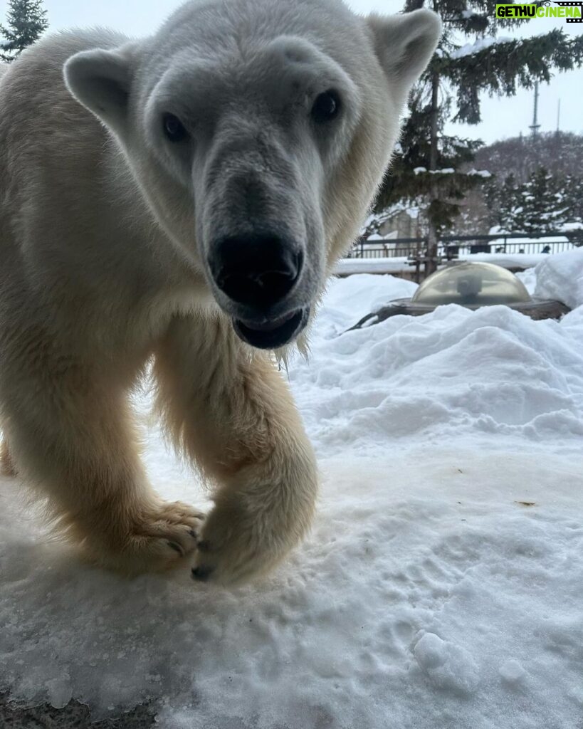 Maki Tamaru Instagram - 動物園で 虎🐅さんにオシッコをかけられた 次男🦖笑 目の前の出来事に ただただ 衝撃すぎて、びっくりした(　ﾟдﾟ)💦笑 旭山動物園は動物をかなり 近くに感じられて 動物と目が合う感じ👀。 恐竜兄弟大興奮！！！ 真冬の北海道の旭川動物園 私は　 雪でツルツルと滑りながら 転ばぬ様に 必死に園内を小鹿の様に歩いていました。 (￣◇￣;) 全てが新鮮で新しい経験🙏 また行きたい！と思う そんな魅力的な動物園🐘。 スキー場では 大雪の日もあったり、晴れた日もあったりと いろんな天候 綺麗な雪景色が見たい と言う理由で スキーをしている私からすると どんな瞬間の雪景色も貴重 そして 今年は一体　何個　☃️雪だるまを作っただろうか。 本気サイズの雪だるまを作った後は、がっちり,筋肉痛 (￣▽￣;) 筋トレ2時間位のエネルギー量を消費する感覚です🏋️ ご質問をいただいておりました 新しく新調したスキーウェアは @goldbergh GOLDBERGH（ゴールドバーグ） と言うブランドのものです。 ご質問をいただいておりました いつもアップしている写真についてですが 撮影現場での写真は、⭐️野マネージャーが ⭐️野くんのカメラで撮影してくれています 普段 私がアップしているものは iPhoneのカメラです。 今日から月曜日！ がんばるぞ💪