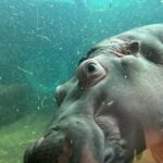 Maki Tamaru Instagram - 動物園で 虎🐅さんにオシッコをかけられた 次男🦖笑 目の前の出来事に ただただ 衝撃すぎて、びっくりした(　ﾟдﾟ)💦笑 旭山動物園は動物をかなり 近くに感じられて 動物と目が合う感じ👀。 恐竜兄弟大興奮！！！ 真冬の北海道の旭川動物園 私は　 雪でツルツルと滑りながら 転ばぬ様に 必死に園内を小鹿の様に歩いていました。 (￣◇￣;) 全てが新鮮で新しい経験🙏 また行きたい！と思う そんな魅力的な動物園🐘。 スキー場では 大雪の日もあったり、晴れた日もあったりと いろんな天候 綺麗な雪景色が見たい と言う理由で スキーをしている私からすると どんな瞬間の雪景色も貴重 そして 今年は一体　何個　☃️雪だるまを作っただろうか。 本気サイズの雪だるまを作った後は、がっちり,筋肉痛 (￣▽￣;) 筋トレ2時間位のエネルギー量を消費する感覚です🏋️ ご質問をいただいておりました 新しく新調したスキーウェアは @goldbergh GOLDBERGH（ゴールドバーグ） と言うブランドのものです。 ご質問をいただいておりました いつもアップしている写真についてですが 撮影現場での写真は、⭐️野マネージャーが ⭐️野くんのカメラで撮影してくれています 普段 私がアップしているものは iPhoneのカメラです。 今日から月曜日！ がんばるぞ💪