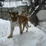 Maki Tamaru Instagram - 動物園で 虎🐅さんにオシッコをかけられた 次男🦖笑 目の前の出来事に ただただ 衝撃すぎて、びっくりした(　ﾟдﾟ)💦笑 旭山動物園は動物をかなり 近くに感じられて 動物と目が合う感じ👀。 恐竜兄弟大興奮！！！ 真冬の北海道の旭川動物園 私は　 雪でツルツルと滑りながら 転ばぬ様に 必死に園内を小鹿の様に歩いていました。 (￣◇￣;) 全てが新鮮で新しい経験🙏 また行きたい！と思う そんな魅力的な動物園🐘。 スキー場では 大雪の日もあったり、晴れた日もあったりと いろんな天候 綺麗な雪景色が見たい と言う理由で スキーをしている私からすると どんな瞬間の雪景色も貴重 そして 今年は一体　何個　☃️雪だるまを作っただろうか。 本気サイズの雪だるまを作った後は、がっちり,筋肉痛 (￣▽￣;) 筋トレ2時間位のエネルギー量を消費する感覚です🏋️ ご質問をいただいておりました 新しく新調したスキーウェアは @goldbergh GOLDBERGH（ゴールドバーグ） と言うブランドのものです。 ご質問をいただいておりました いつもアップしている写真についてですが 撮影現場での写真は、⭐️野マネージャーが ⭐️野くんのカメラで撮影してくれています 普段 私がアップしているものは iPhoneのカメラです。 今日から月曜日！ がんばるぞ💪