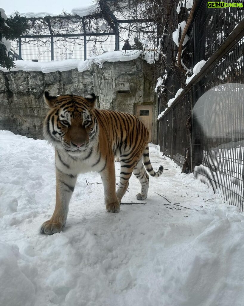 Maki Tamaru Instagram - 動物園で 虎🐅さんにオシッコをかけられた 次男🦖笑 目の前の出来事に ただただ 衝撃すぎて、びっくりした(　ﾟдﾟ)💦笑 旭山動物園は動物をかなり 近くに感じられて 動物と目が合う感じ👀。 恐竜兄弟大興奮！！！ 真冬の北海道の旭川動物園 私は　 雪でツルツルと滑りながら 転ばぬ様に 必死に園内を小鹿の様に歩いていました。 (￣◇￣;) 全てが新鮮で新しい経験🙏 また行きたい！と思う そんな魅力的な動物園🐘。 スキー場では 大雪の日もあったり、晴れた日もあったりと いろんな天候 綺麗な雪景色が見たい と言う理由で スキーをしている私からすると どんな瞬間の雪景色も貴重 そして 今年は一体　何個　☃️雪だるまを作っただろうか。 本気サイズの雪だるまを作った後は、がっちり,筋肉痛 (￣▽￣;) 筋トレ2時間位のエネルギー量を消費する感覚です🏋️ ご質問をいただいておりました 新しく新調したスキーウェアは @goldbergh GOLDBERGH（ゴールドバーグ） と言うブランドのものです。 ご質問をいただいておりました いつもアップしている写真についてですが 撮影現場での写真は、⭐️野マネージャーが ⭐️野くんのカメラで撮影してくれています 普段 私がアップしているものは iPhoneのカメラです。 今日から月曜日！ がんばるぞ💪