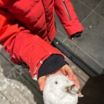 Maki Tamaru Instagram - 今日は 沢山雪が降ったので 恐竜🦕🦖兄弟が、⛷️レッスンに行ってる間に 帰ってきたら喜ぶかな〜♡と 玄関に 雪だるま⛄️をつくってみた。 雪だるまの鼻を どうしようかと、色々と考え 🍌のヘタで作ってみた^ - ^ その後 背中にホッカイロを貼りまくりながら 私も⛷️へ！♪ そして 恐竜🦖🦕達と一緒に帰宅 じゃじゃあ〜〜ん✨✨✨ しかし 帰ってきた頃には ⛄️ は 4枚目の写真、、、。 (￣▽￣;)。。。 恐竜🦕🦖達も ぽか〜ん。 (￣▽￣;) 長男🦕が、のっかった雪をはらって 雪だるまの顔を探してくれた笑。 その雪だるまをみて 次男が一言 「したかない」 いやいや 🦖君 したかないじゃなく しかたない だから。。。 音楽番組をみながら 年末らしい年末。🎤 ワインを開けた🍷瞬間 相方さんがやってきて 「あれ？もう酔っ払ってる？」 と聞くが、、、、いや 雪で☃️雪焼けして 顔が赤くなりましたとさ🤪 子供の頃から 遊ぶ時は全力で遊びます💪笑 若かりし頃、流行っている曲は 全てといっていいほど 知ってたはずなのに。。。。 そして、アーティストの曲の区別が つかない両親に 何で？？？なんだろ。 と真剣に不思議におもっていたが。 だんだんと その時の両親の立場になりつつある自分。。。 やばい(°▽°) 何はともあれ♪ やっぱり、やっぱり 年末のテレビ番組というものには　 情緒があります♡♡♡♡♡ #ミュージックステーション #年末特番 #🍷 #⛷️ #ヒット曲