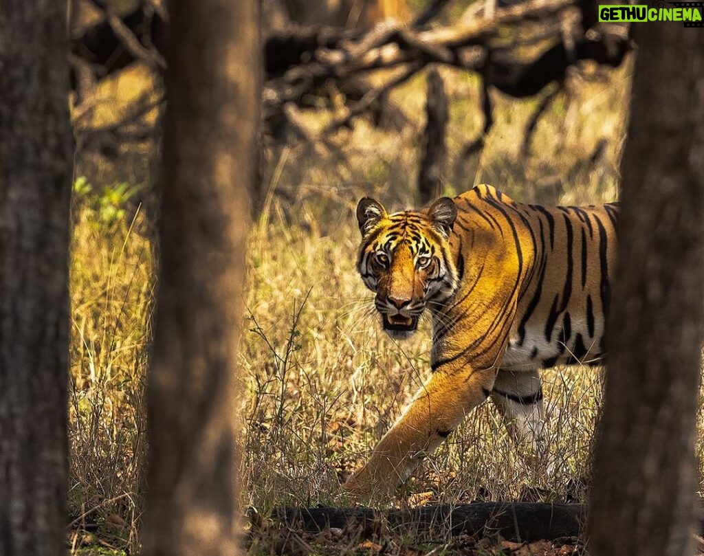 Manasa Varanasi Instagram - The past few days I’ve been so deeply touched by the wild. By its beauty and its ancient rhythm. When we embark on a jungle adventure, we have to be realistic about the experience. An animal sighting is beyond our control. It’s nature’s call. An animal will be found if it wants to be found. And this thrill of the chase.. right in the middle of the lush green forest made the whole journey unforgettable. I will forever cherish these first moments. As I looked through my binoculars, I remember wanting to hold on to these fleeting moments for an eternity.. 1. A leopard lolling about on a rock 2. Baby jackals 3. Adorable Barn Owl 4. Khawasa, male tiger 5. Durga, female tiger 6. A dancing peacock 7. A jungle cat sneaking around leftover food that we hoped would lure the wolves. 8. Samba deers 9. Bijamatta female’s subadult male cub 📸 @bhargava_srivari #jungle #safari #wildlife Pench Tiger Reserve