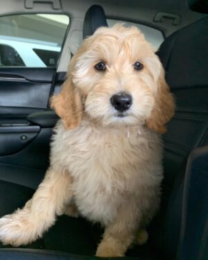 Mandy Teefey Instagram - The newest family member....Jack. Gracies first pup!! XO @jackteefey