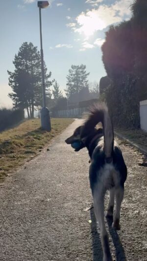 Marek Adamczyk Instagram - One for my dog♥️