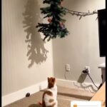 Maria João Bastos Instagram - Quem já fez a árvore de Natal?? Aqui fica a dica para quem tem marotos em casa! 😼😂 Um mimo para animar o nosso dia! ♥️ #gatosfofos #animais #natal2023 #arvoredenatal #arvore #momentos #animar #sorrisos #amigosde4patas #amores #aquecem #coracao