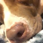 Maria Spiro Instagram - Coco wanted her 5 minutes of fame tonight. 🎬 who would wanna see her come out to the ring with me someday? 🤔🤩 #pitbullsofig
