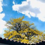 Mariana Rios Instagram - Tenho em meu jardim um Ipê amarelo! Certa vez, ao receber em casa um casal, fui mostrar a decoração e chegamos até a parte dos quartos onde ele fica. Então eu disse: Olhem que lindo esse ipê todo amarelo! E eles perguntaram na sequência por que eu estava tão empolgada apresentando algo que fazia tamanha “sujeira” espalhando pelo pátio as flores. Foi aí que entendi a diferença do olhar diante a vida. Respondi pra eles que esperava o ano todo para vê-lo florescer. Que o tapete amarelo enchia meus olhos de alegria e que nunca tinha relacionado esse momento único a “sujeira”. Muito pelo contrário, esperava pelo vento vislumbrando a possibilidade de presenciar cada flor caindo e colorindo minha casa! Todos os dias temos a oportunidade de escolher a maneira com que descortinaremos a vida. Se olharemos para chuva com tristeza, ou se dançaremos nela aproveitando cada instante. Essa chance da mudança através do olhar, acontece quando acordamos logo pela manhã! Sorrir ou reclamar é uma escolha sua! Olhar para um problema, por exemplo, tentando observar a oportunidade de evolução ao passar por ele, também é uma escolha. A mudança que tanto queremos ver no mundo não está no mundo, mas sim dentro de cada um de nós. Só reconhecemos no outro e nas coisas aquilo que é real dentro da gente. Que possamos cada dia mais enxergar no entorno e nas pessoas belas flores como as de um ipê amarelo, enaltecendo suas características positivas ao invés de fixar a atenção naquilo que poderia nos incomodar. A beleza é singeleza na obra do infinito. No íntimo, enxergo beleza em você. Ser belo é para todos, mas poucos são os que podem ver. Mariana Rios
