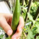 Mariko Dou Instagram - 台風の影響もあり、不安定な天気で湿度も高くムシムシとしますね😣💦体調も疲れ気味な今日は、夏野菜をたくさん使ったおうちごはんにしました🍴娘と育てたナスとオクラがちょうど同じタイミングで実がなったので、パスタにしました🍝 最後の写真は、鶏肉の青菜炒め🍴野菜をたくさん食べたら、元気が出て来ました…！ 皆さんも、体調にはお気をつけて、そして台風情報にはお気を付け下さい。 今週も頑張りましょう❣️ #おうちごはん #ナス #オクラ #パスタ #鶏肉 と #青菜 #夏野菜 で #元気 になりました #堂真理子 #テレビ朝日 #アナウンサー