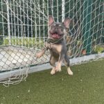 Marina Crialesi Instagram - Per essere uno Zenga, bene ma non benissimo…😅💙 che ne dici @walterzenga_official ? #bulldogfrancese #frenchbulldog #disastro #football #frenchie @vesuvius_bull