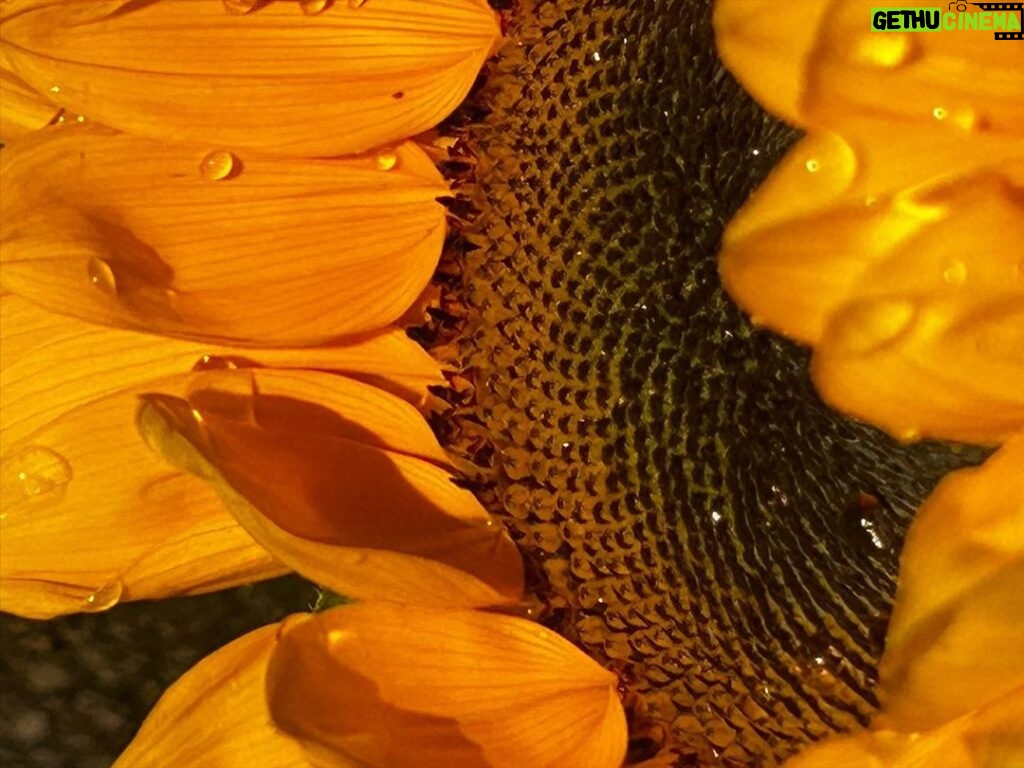 Marina Nery Instagram - Sunflowers 🌻 Water is emotion.