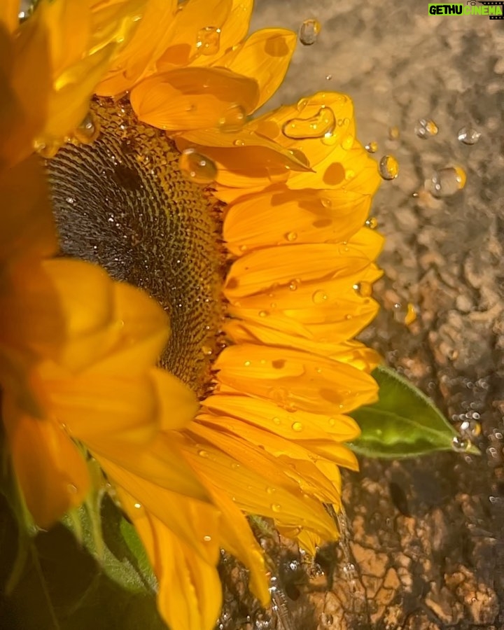 Marina Nery Instagram - Sunflowers 🌻 Water is emotion.