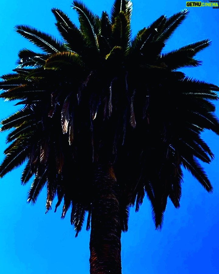 Marina Nery Instagram - Palm trees 🌴 Santiago, Chile