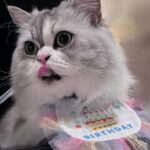 Marina Yamada Instagram - . 10月28日、 もふちゃんのお誕生日でした！4歳になりました！！ 先月3歳になった茶々丸をちゃんとお祝いできてなくて ふたりいっぺんにお祝いした🐱🎂🐶 気になってた @patisseriesappy さんのケーキを頼んでみました！ もふとちゃちゃのイラストも入れてもらって、 本当にかわいかったし味も好みだったのか 喜んでふたりでがっついてた🥰笑 2人ともほんとにいい子で 毎日癒してくれて まりなは幸せ者です。♡ これからも大事な2人を大切に大切に育てていきます‪🫶🏻 ほんとにかわいすぎて写真沢山撮りすぎたので ファニコンで共有させてください....🤲